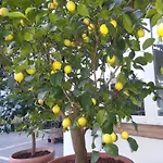 Hotel Jasmin