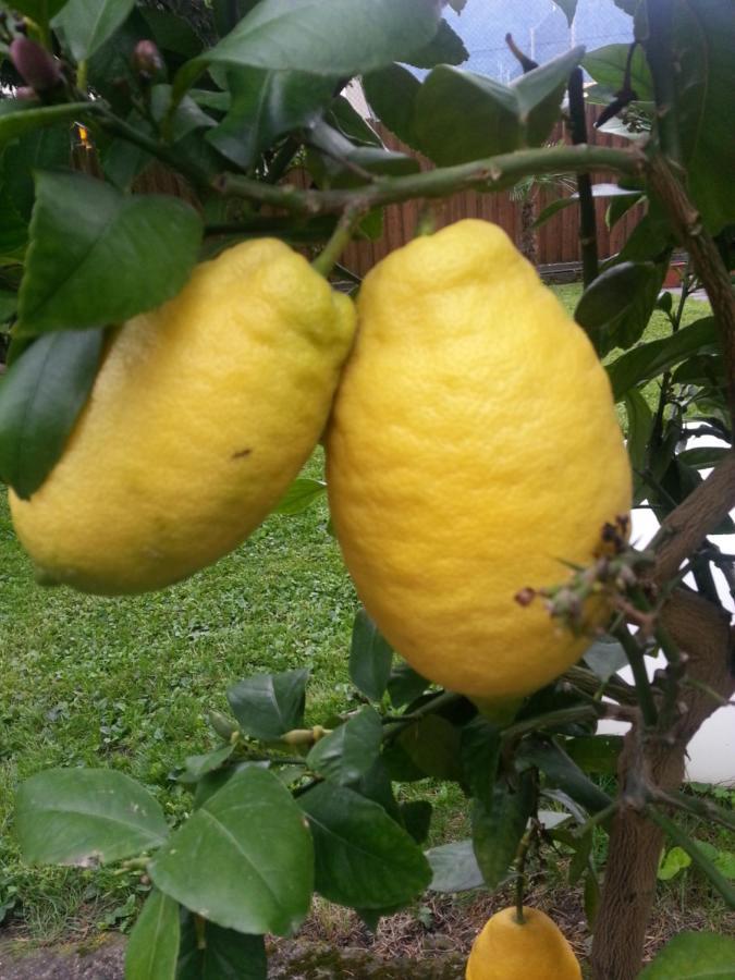 Jasmin Frühstückspension Meran