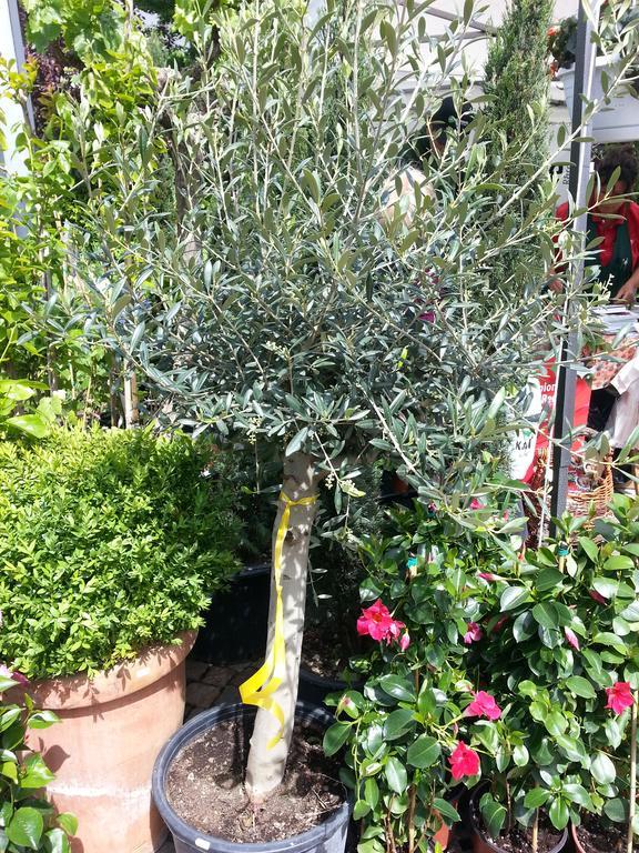 Bed & Breakfast Jasmin