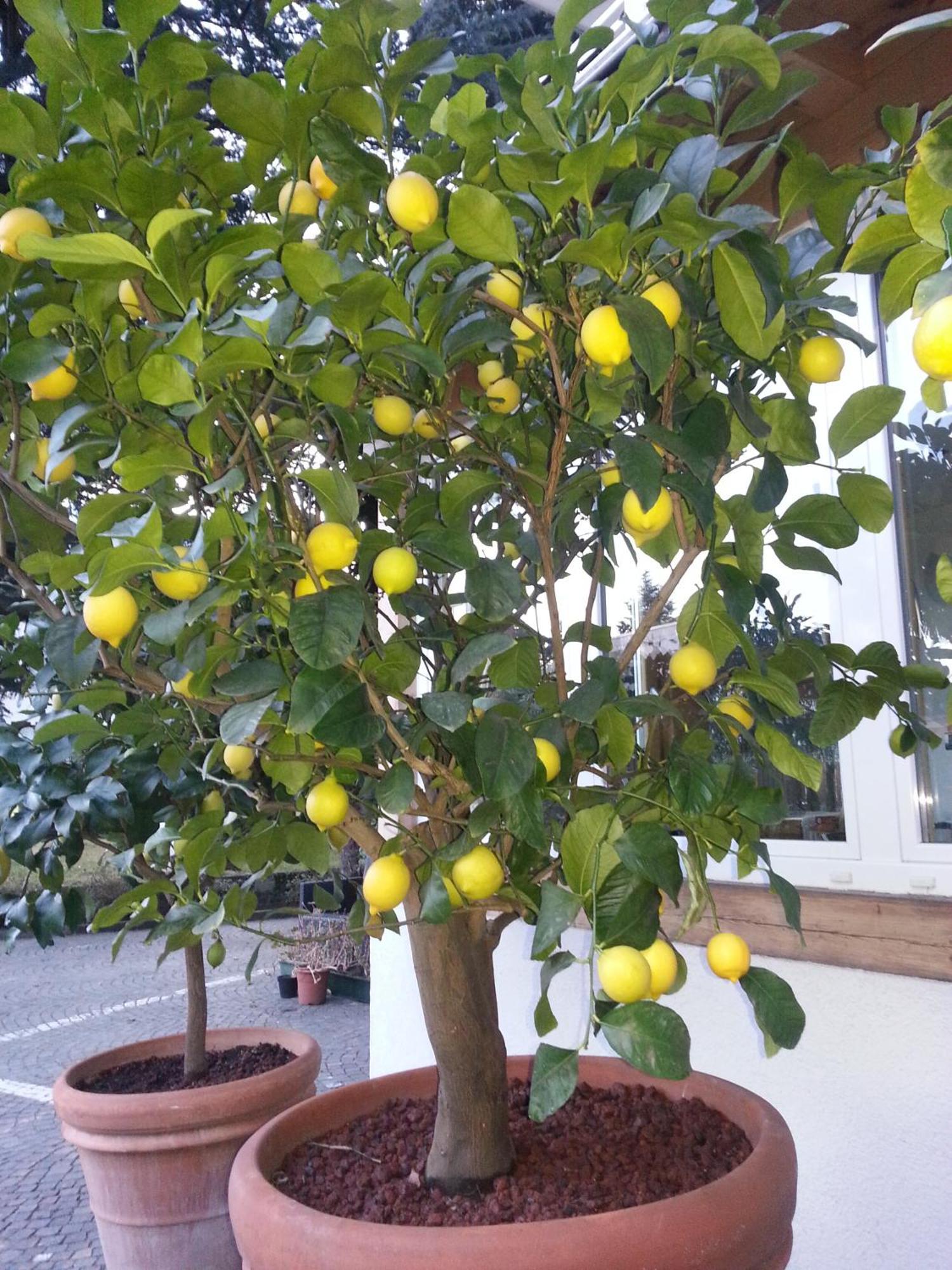 Jasmin Bed & Breakfast Merano