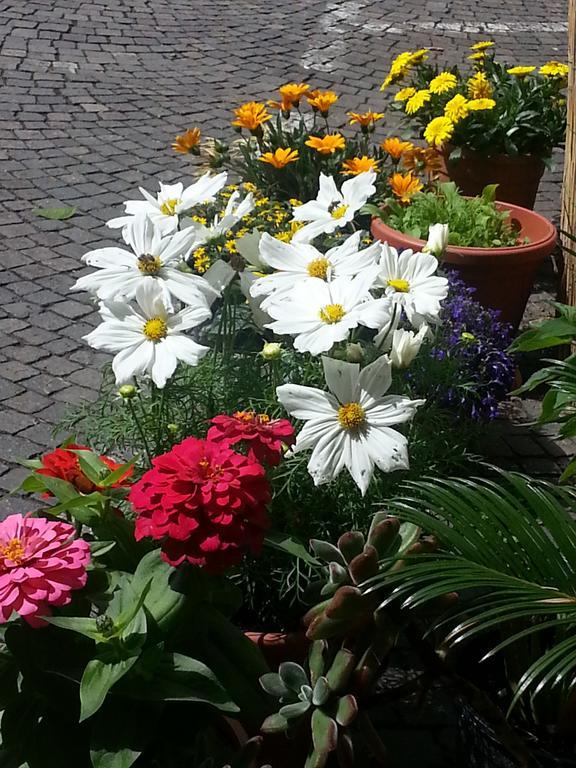Bed & Breakfast Jasmin 3*
