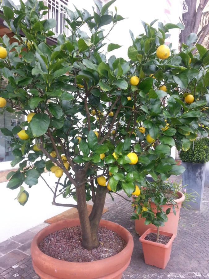 Jasmin